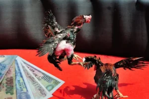 Thắng Lớn Với Đá Gà Sabong VVVWin Hôm Nay Đăng Ký Ngay